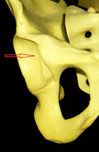 Şekil 1a: İşaret pelvis kemiği üzerinde kalça eklemini (asetabulumu) göstermektedir